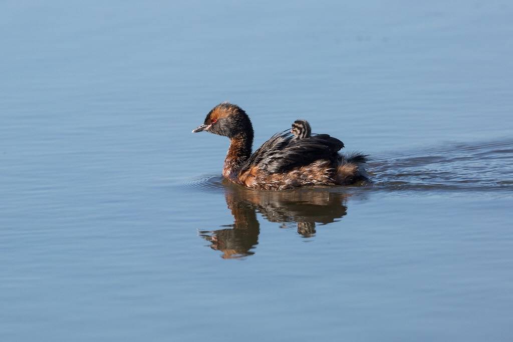 Horned (or Slavonian) grebe with chicks, Iceland by Free pictures for conservation is licensed under CC BY-NC-SA 2.0.